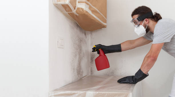 Professional Basement Mold Remediation technician working in Highland Park, TX